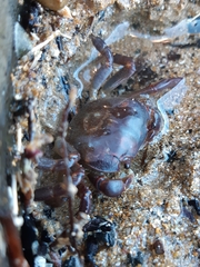 Cyclograpsus granulosus