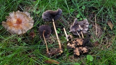 Hypholoma tuberosum