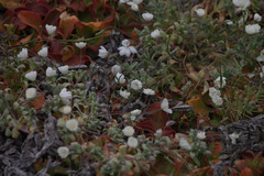 Platystemon californicus