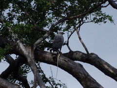 Buteo nitidus