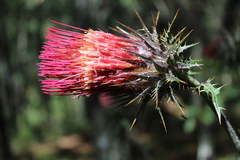 Cirsium anartiolepis