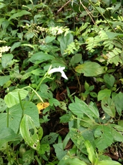 Arrowroot