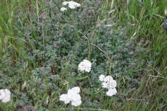 Trifolium albopurpureum