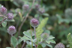Trifolium albopurpureum