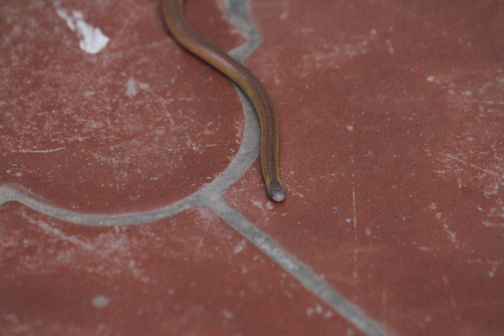 Rose Blind Snake photo 4