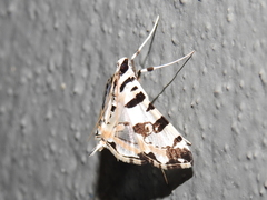 Conchylodes salamisalis