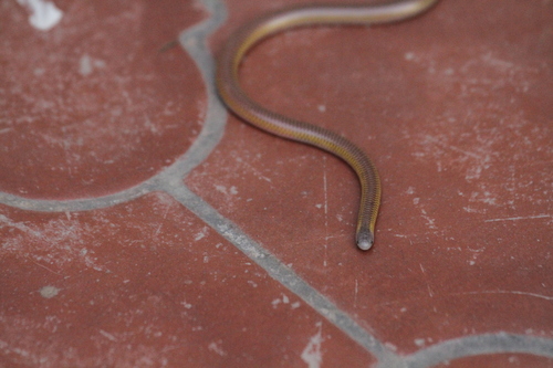 Photo of a Rose Blind Snake (Epictia rufidorsa)