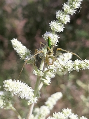 Peucetia