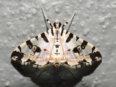 Conchylodes salamisalis