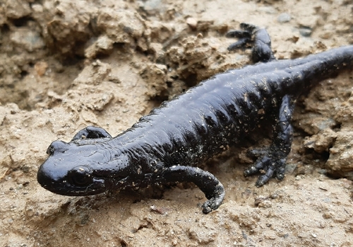 Lanza's Alpine Salamander, photo 4 of 7