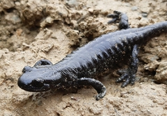 Lanza's Alpine Salamander photo 4