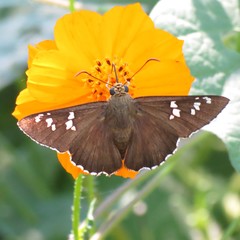 Apyrrothrix araxes