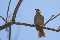 Molothrus rufoaxillaris