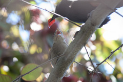 Molothrus rufoaxillaris