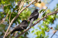 Molothrus rufoaxillaris