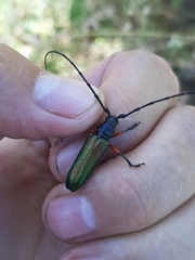 Deltaspis rubriventris