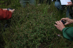 Trifolium palmeri