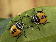 Rhynchocoris