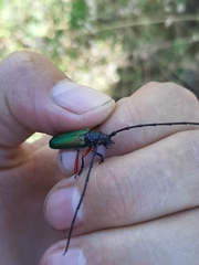 Deltaspis rubriventris