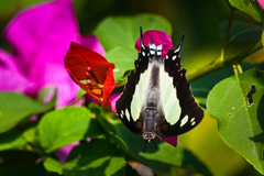 Polyura agraria