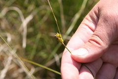 Carex oligosperma