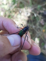 Deltaspis rubriventris