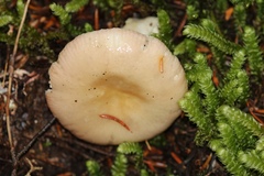 Russula raoultii