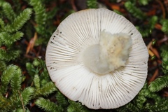 Russula raoultii