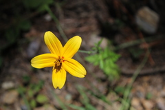 Bidens serrulata