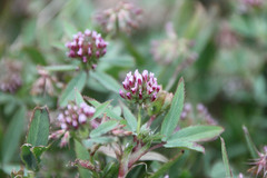 Trifolium palmeri