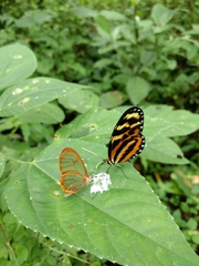 Pteronymia rufocincta