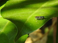 Trirogma caerulea
