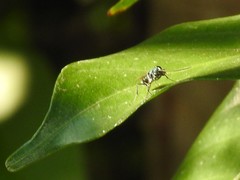 Trirogma caerulea