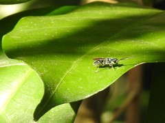 Trirogma caerulea