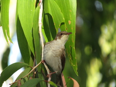 Brown-Backed Honeyeater photo 4