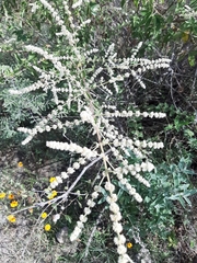 Asterohyptis stellulata