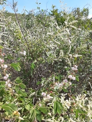 Asterohyptis stellulata