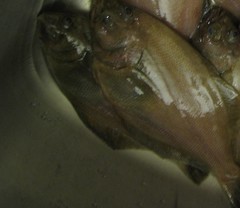 Citharichthys sordidus