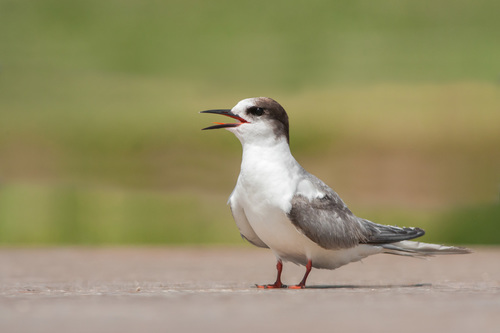 Arctic Tern