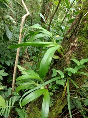 Prosthechea