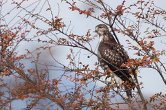 Buteo ventralis
