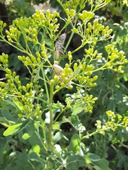 Roldana heracleifolia
