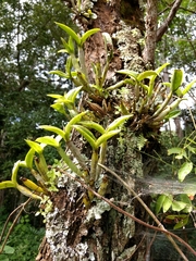 Guarianthe