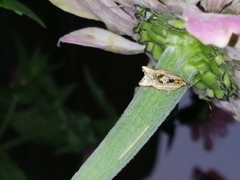 Argyrotaenia polvosana