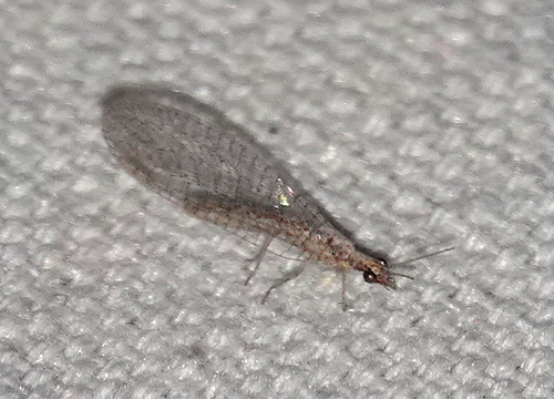 Eremochrysa punctinervis photo 5