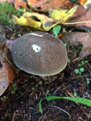 Xerocomellus diffractus