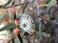 Eucalyptus diversifolia