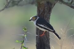 Prionops plumatus poliocephalus