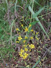 Senecio scandens