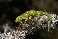 Naultinus tuberculatus
